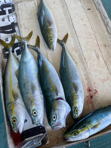 ワカシの釣果