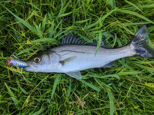 セイゴ（マルスズキ）の釣果