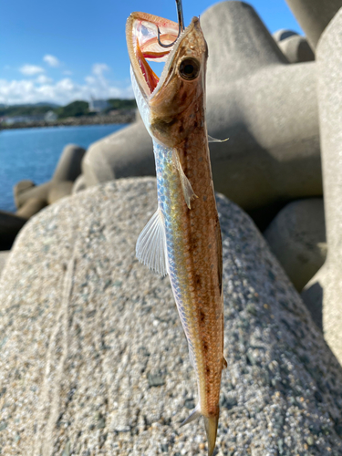 エソの釣果