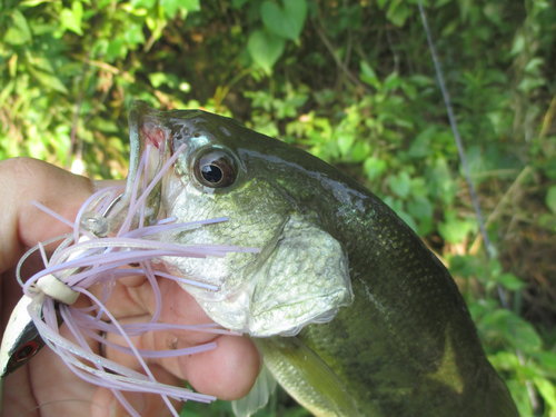 ラージマウスバスの釣果