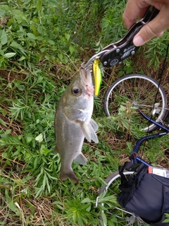 フッコ（マルスズキ）の釣果
