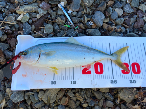 ツバスの釣果