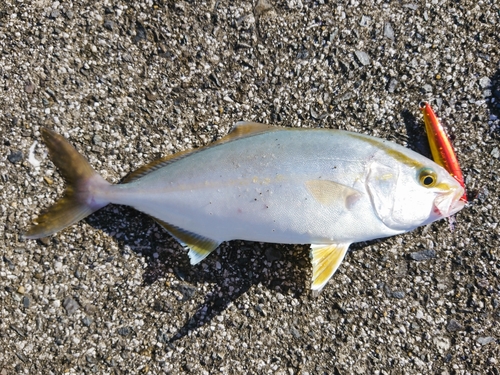 カンパチの釣果