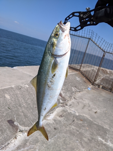 ツバスの釣果