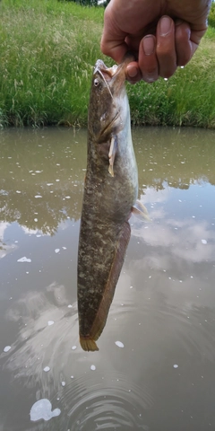 ナマズの釣果