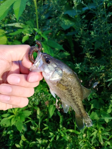 ブラックバスの釣果