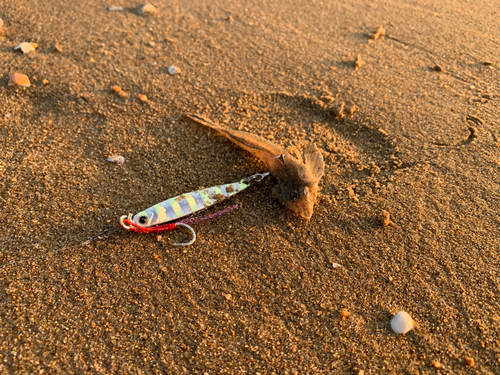 メゴチの釣果