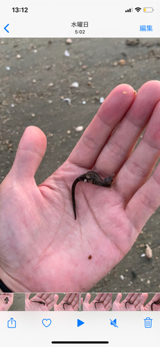 タツノオトシゴの釣果