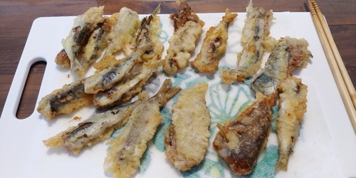 ムツの釣果