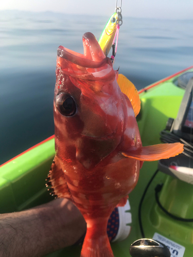 アカハタの釣果