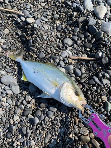 ショゴの釣果