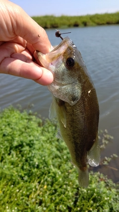 ラージマウスバスの釣果