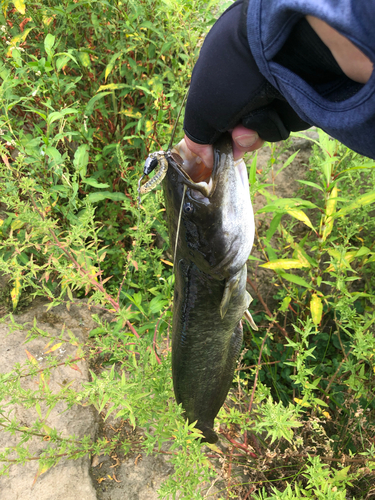 ナマズの釣果