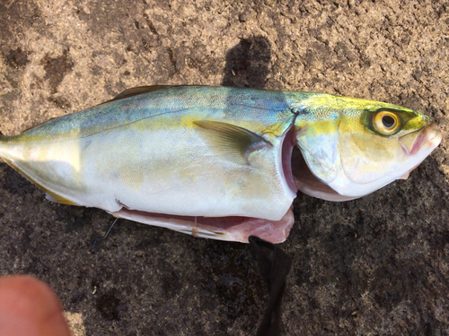 ワカシの釣果