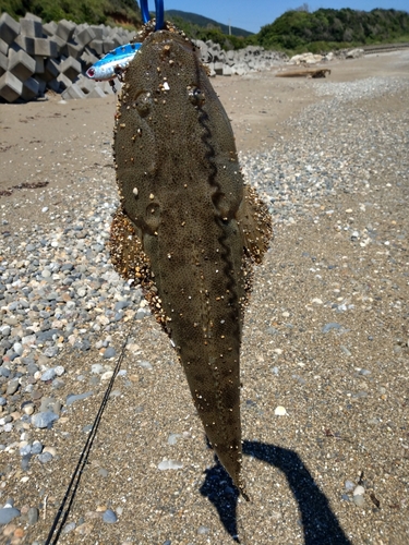 マゴチの釣果