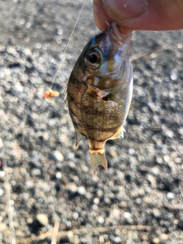 チャリコの釣果