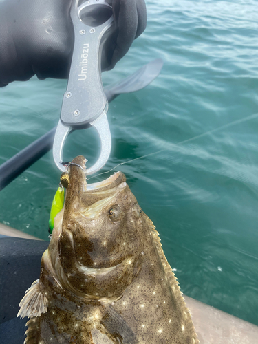 ヒラメの釣果