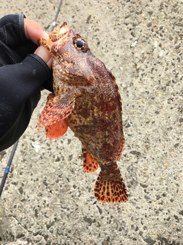 ヨロイメバルの釣果