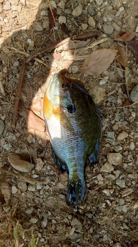 ブルーギルの釣果