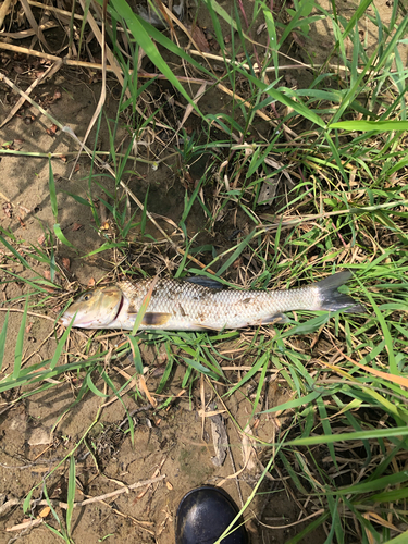 ニゴイの釣果