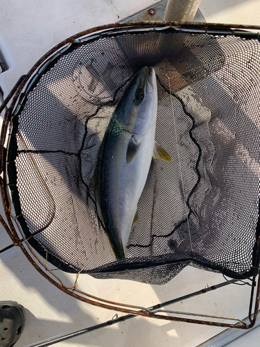 ハマチの釣果