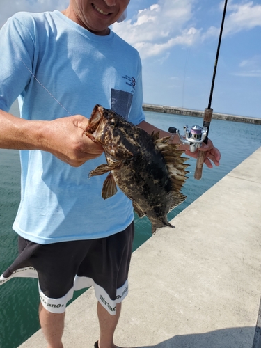 ベッコウゾイの釣果