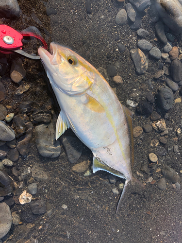 ショゴの釣果