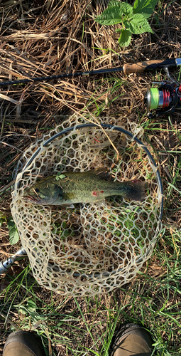 ラージマウスバスの釣果