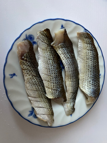 コノシロの釣果