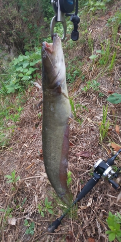 ナマズの釣果