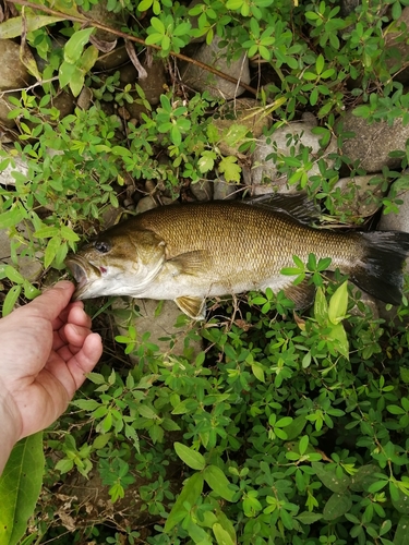 スモールマウスバスの釣果