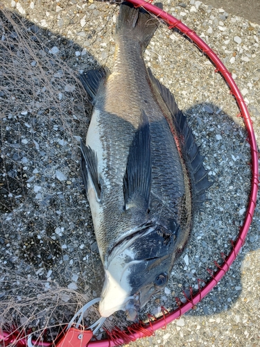 クロダイの釣果