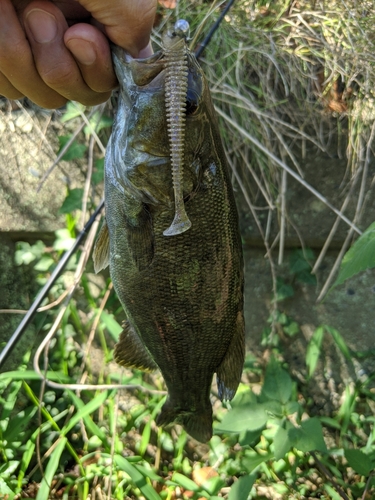 スモールマウスバスの釣果