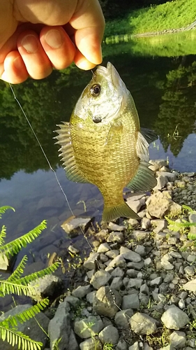 ブルーギルの釣果