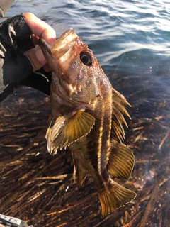 シマソイの釣果