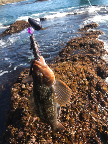 アイナメの釣果