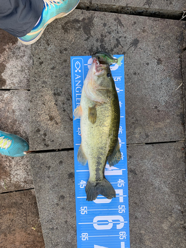 ブラックバスの釣果