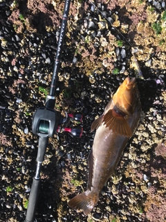 アイナメの釣果