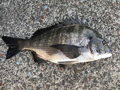 クロダイの釣果