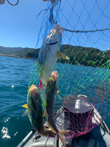 カンパチの釣果