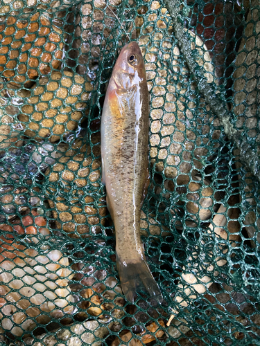 アブラハヤの釣果