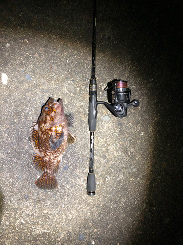 オウゴンムラソイの釣果