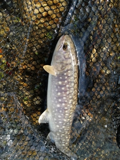 イワナの釣果