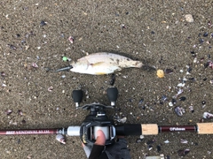 イシモチの釣果