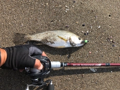 イシモチの釣果