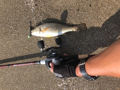 イシモチの釣果