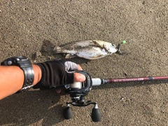 イシモチの釣果