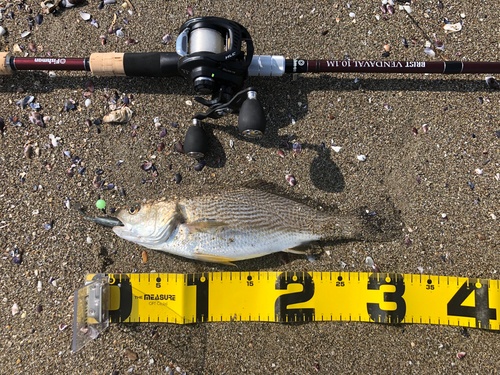 イシモチの釣果