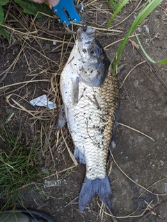 ヘラブナの釣果