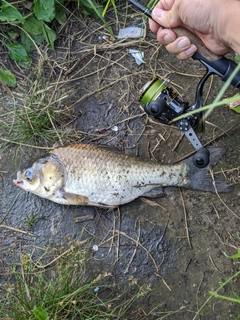 ヘラブナの釣果